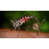 Virus Zika tràn vào Việt Nam như thế nào